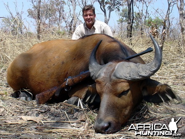 Hunting West African Savannah Buffalo