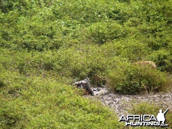 Buffalo in Central African Republic