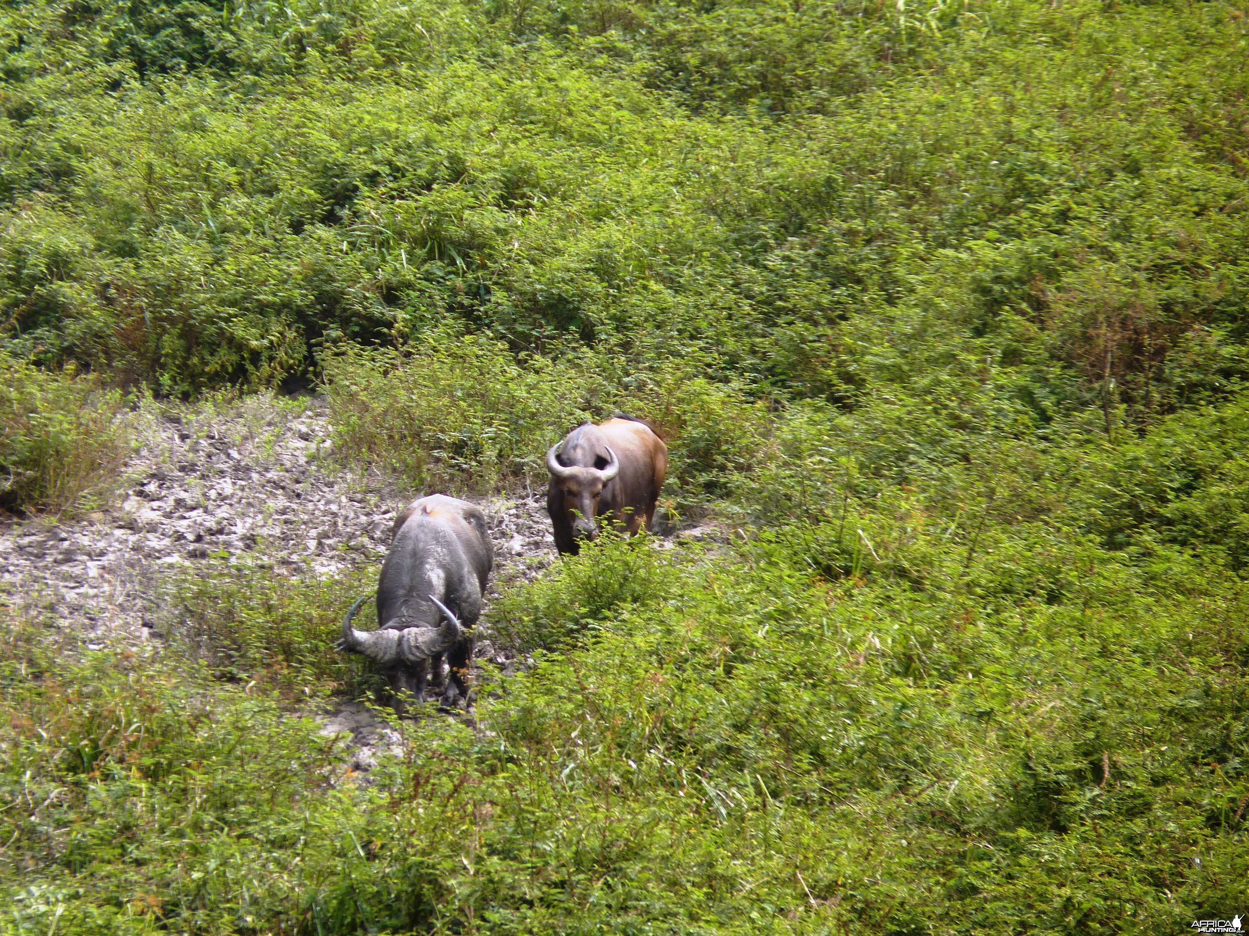 Buffalo in Central African Republic