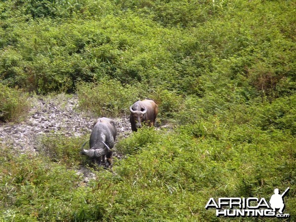 Buffalo in Central African Republic