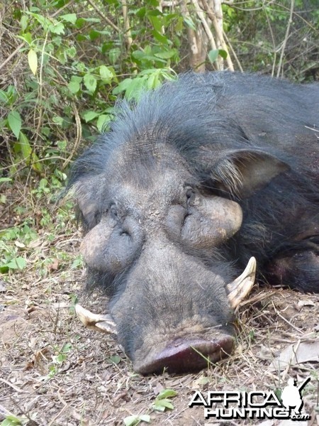 Hunting Giant Forest Hog in Central African Republic