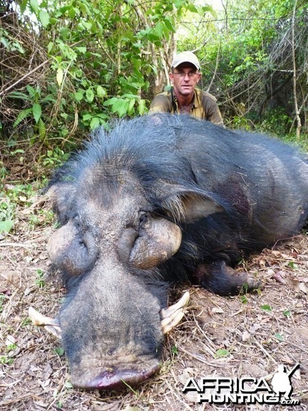 Hunting Giant Forest Hog in Central African Republic