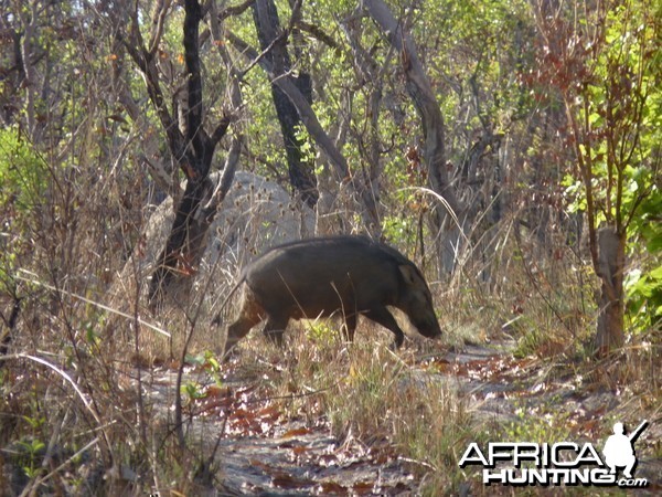 Hunting Giant Forest Hog in Central African Republic