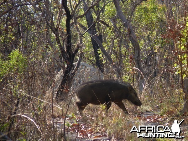 Hunting Giant Forest Hog in Central African Republic