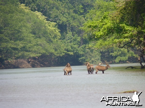 Waterbucks in Central African Republic