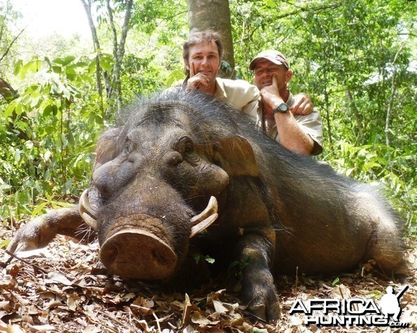 Hunting Giant Forest Hog in CAR