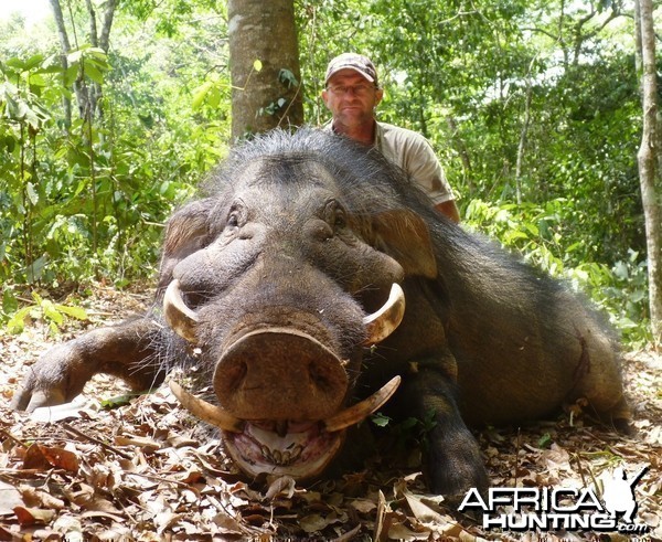 Hunting Giant Forest Hog in CAR