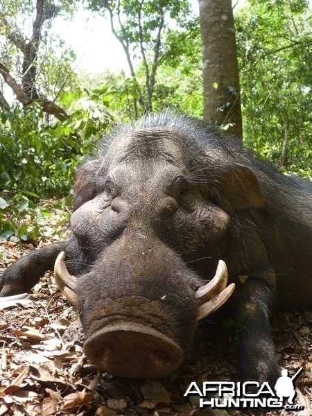 Hunting Giant Forest Hog in CAR