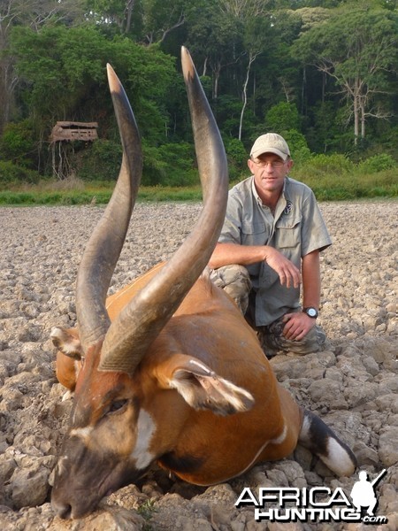 Bongo hunted in CAR