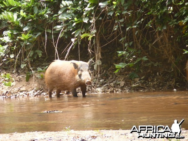 Red River Hog in CAR