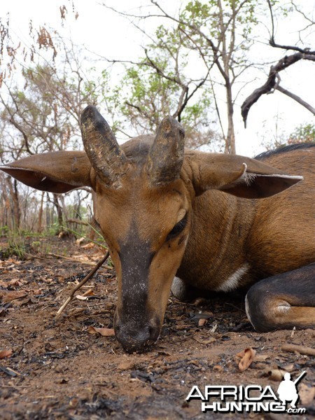 Old Bushbuck hunted in CAR