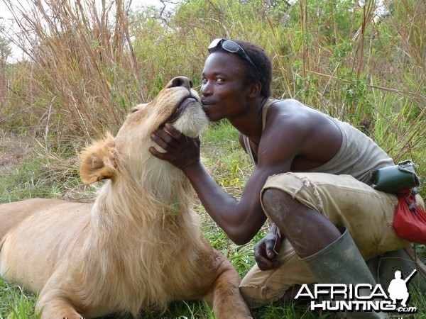 Lion hunted in CAR