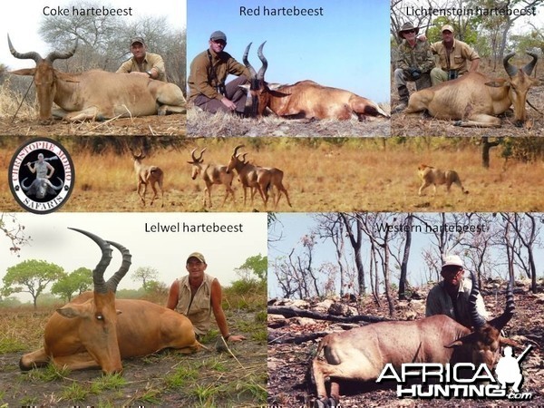5 out of the 6 species of Hartebeest you can hunt under license