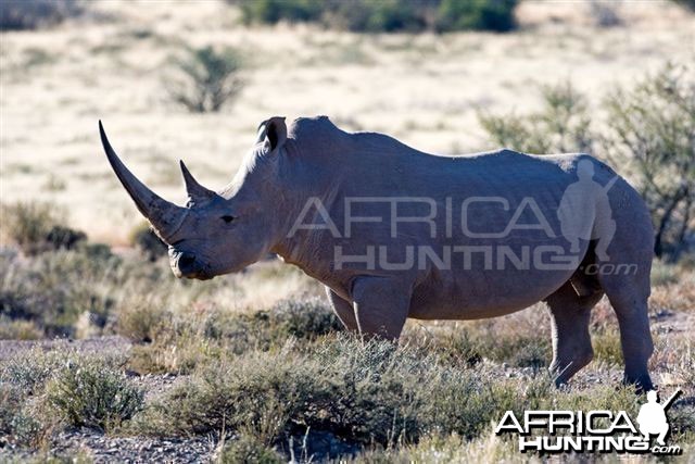 White Rhino Bull South Africa