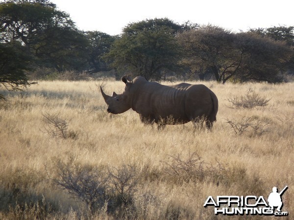 Rhino in South Africa