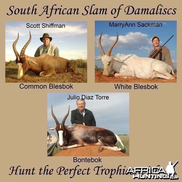 South African Slam of Damaliscs