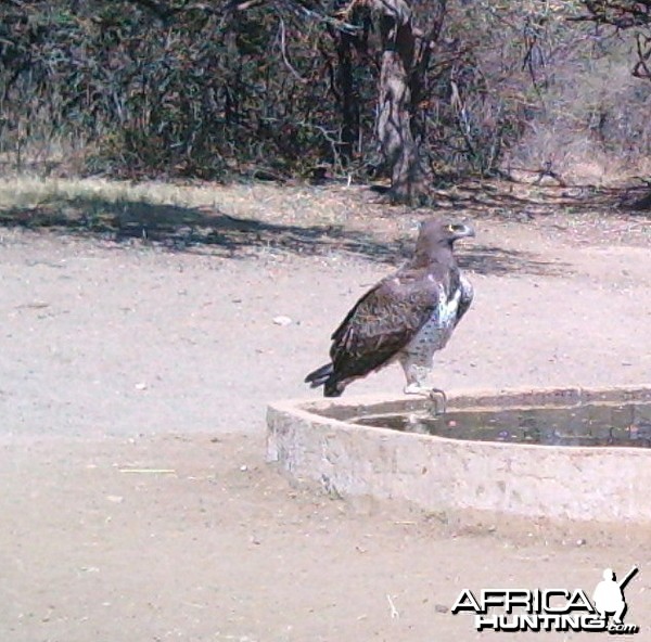 S'Dudla Game Cam photos