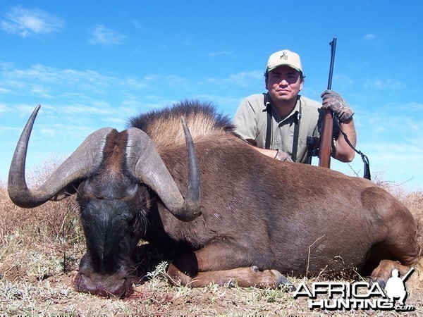 Hunting Black Wildebeest with Wintershoek Johnny Vivier Safaris in SA