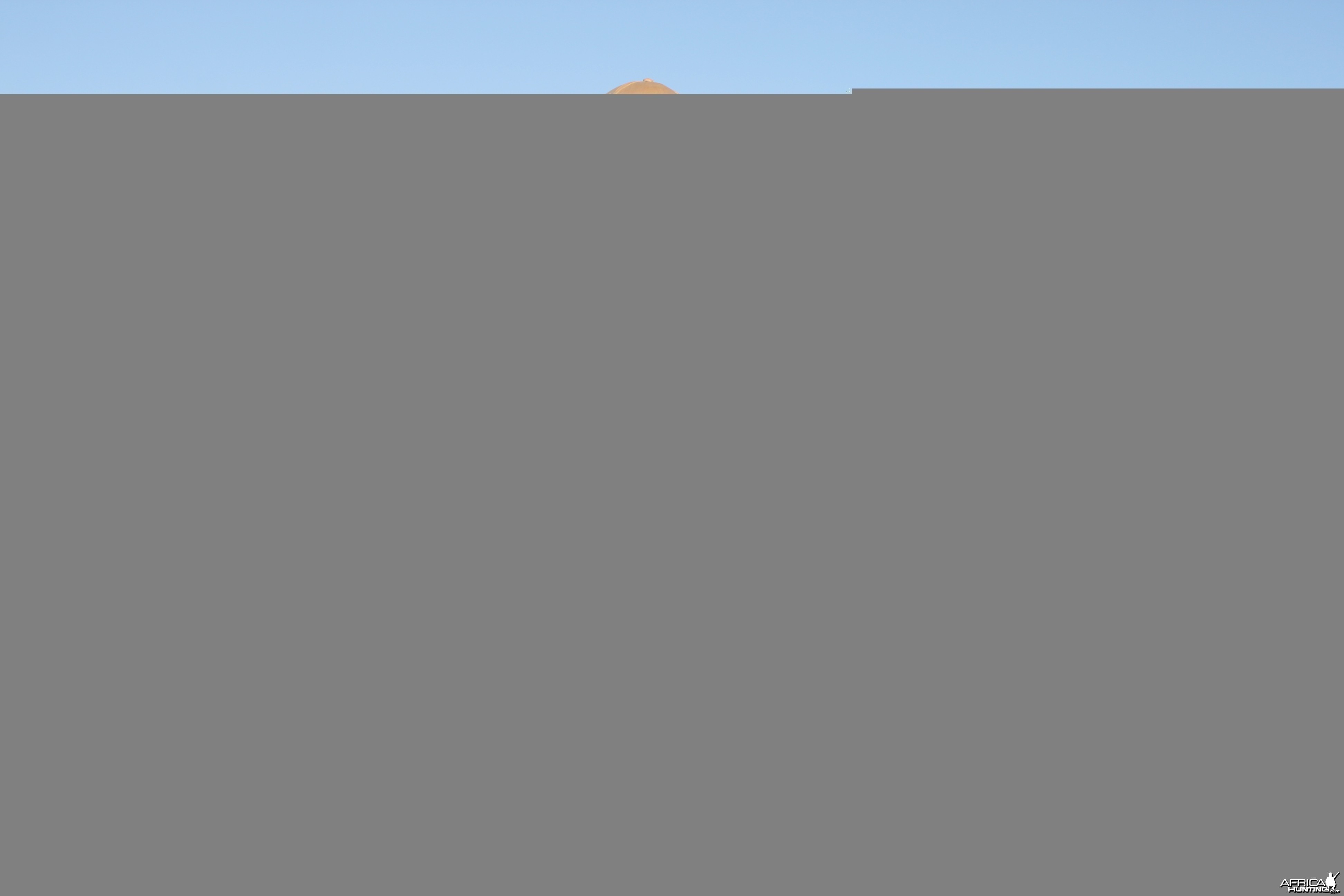 Hunting Black Wildebeest with Wintershoek Johnny Vivier Safaris in SA