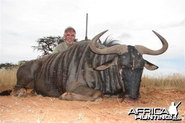 Hunting Blue Wildebeest with Wintershoek Johnny Vivier Safaris in SA