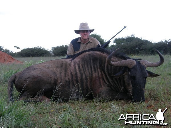 Blue Wildebeest Hunting in Namibia