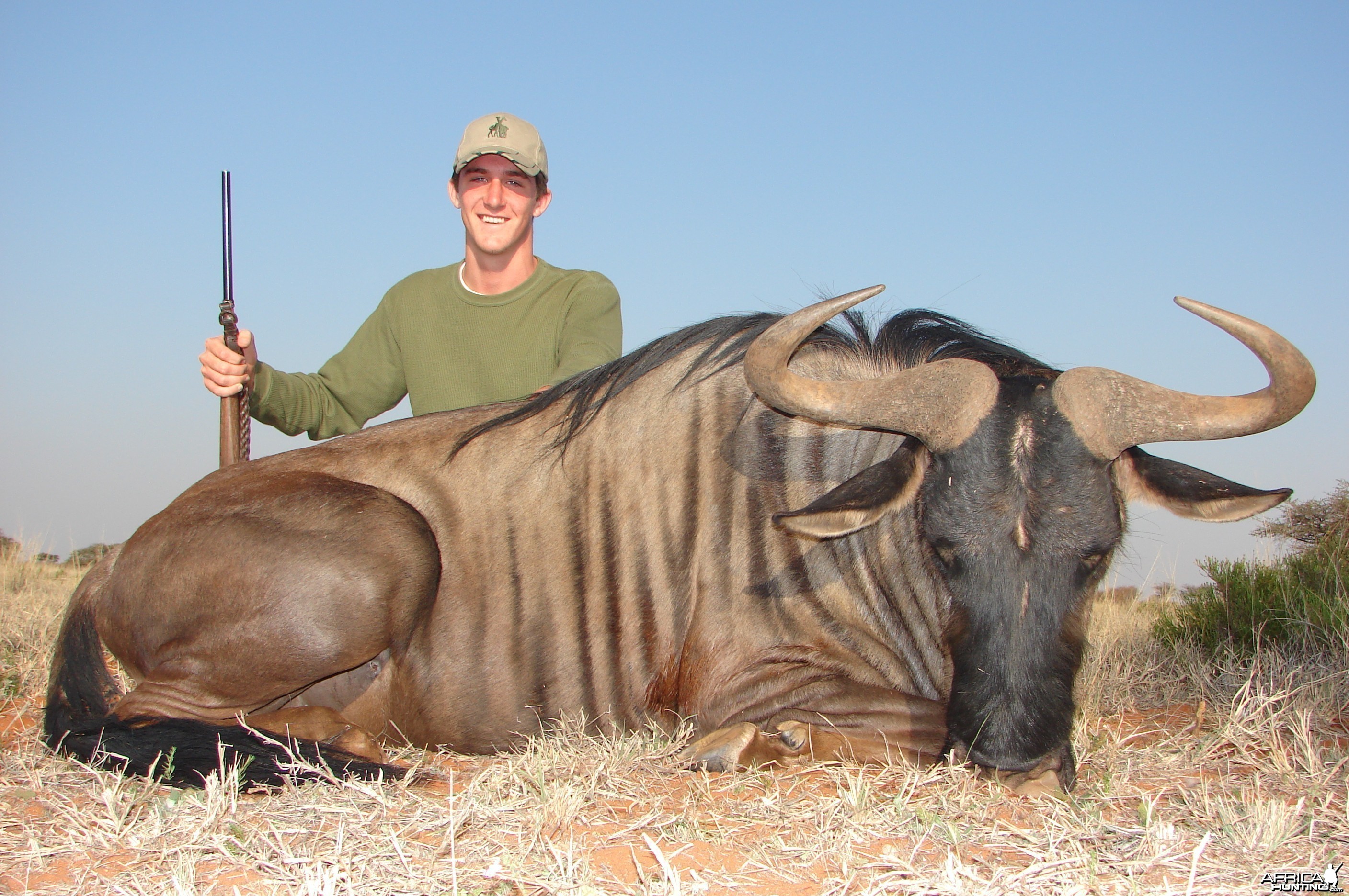 Hunting Blue Wildebeest with Wintershoek Johnny Vivier Safaris in SA