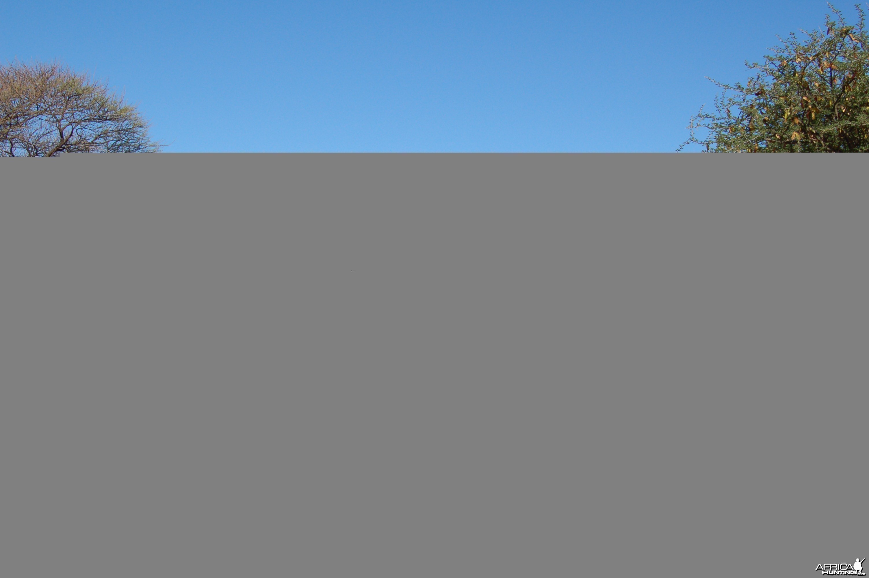 Hunting Blue Wildebeest with Wintershoek Johnny Vivier Safaris in SA