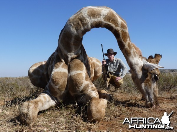 Hunting Giraffe with Wintershoek Johnny Vivier Safaris in SA