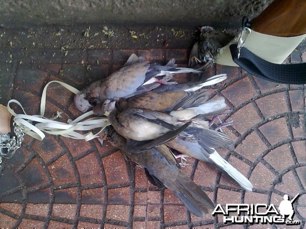 Hunting Doves in Egypt