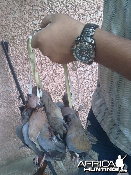 Hunting Doves in Egypt