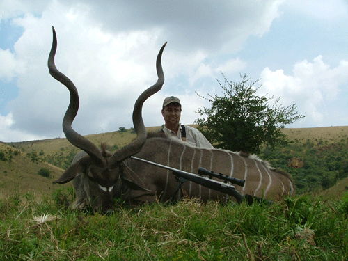 Greater Kudu