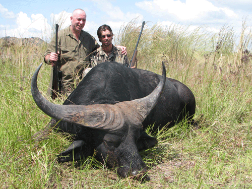 Cape Buffalo