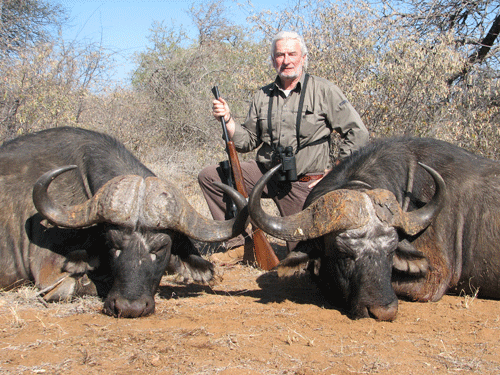 Cape Buffalo