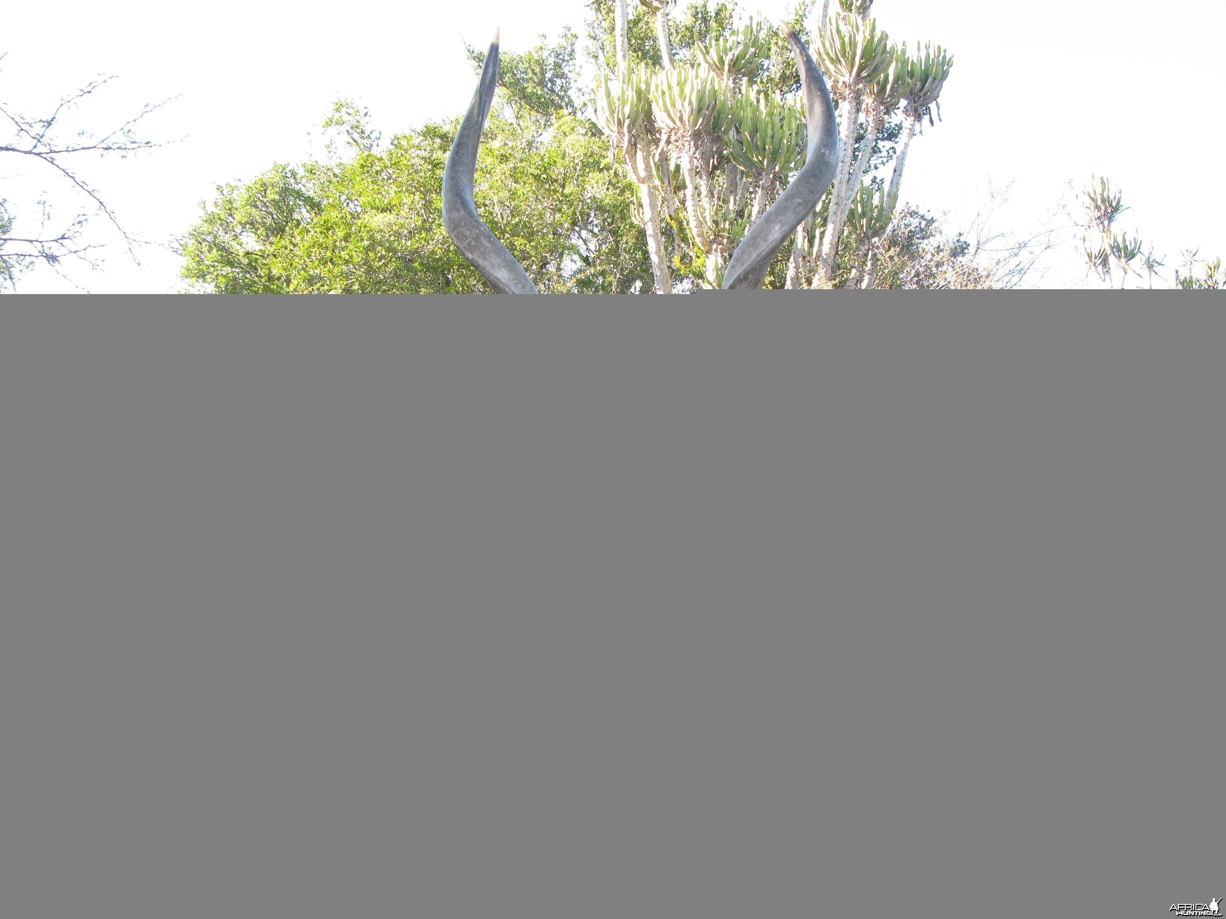 Hunting Kudu with Wintershoek Johnny Vivier Safaris in SA
