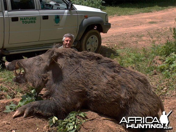 Huge Wild Boar