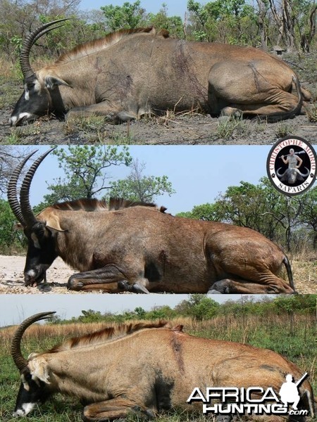 Hunting Roan Antelope