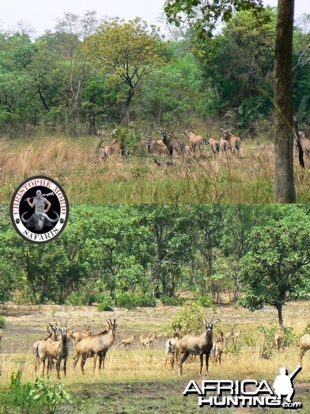 Herd of Roan Antelope, check out the bull...