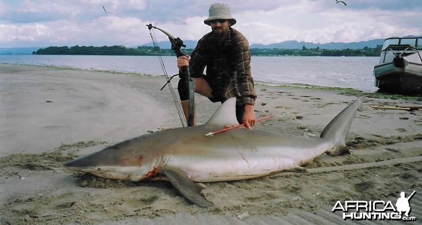 Bowfishing Bronzy Shark in New Zealand