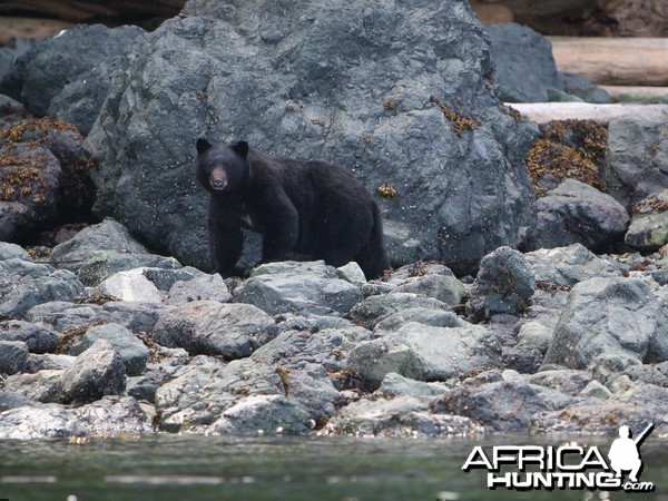 Bear Hunting from a Kayak