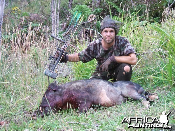 Bowhunting Pig