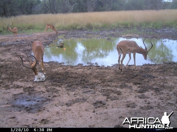 Impala