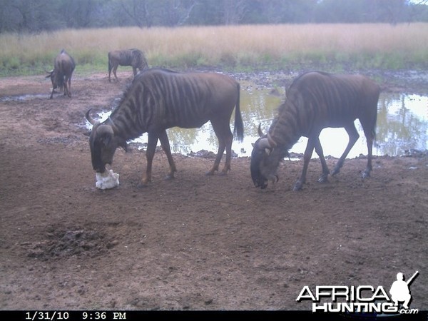 Blue Wildebeest