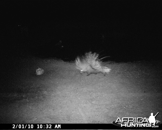 Porcupine