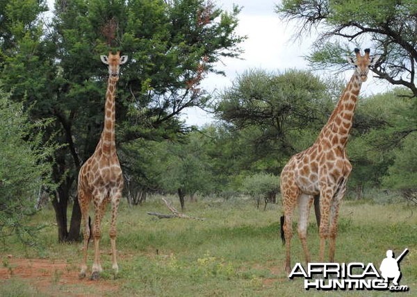 Giraffe South Africa