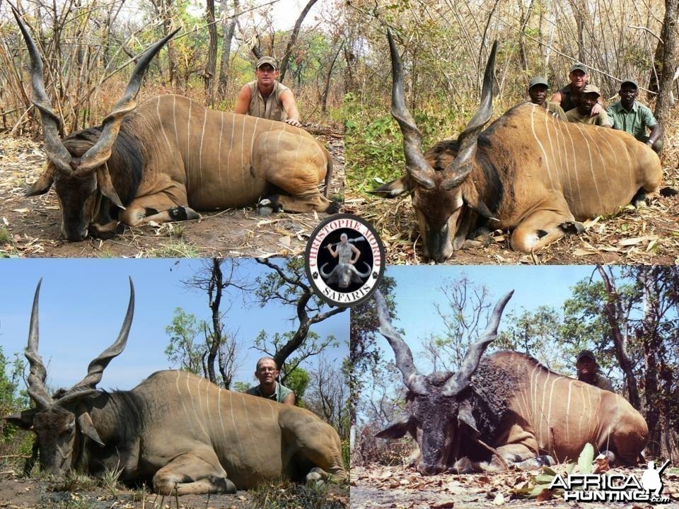 Trophy Lord Derby Eland Bulls