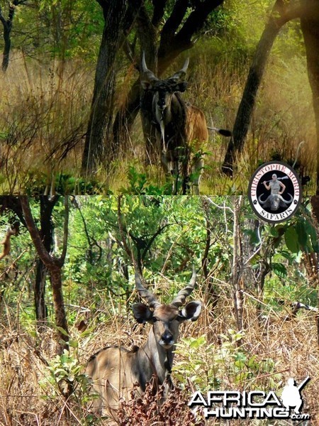 Lord Derby Eland Bull and Cow