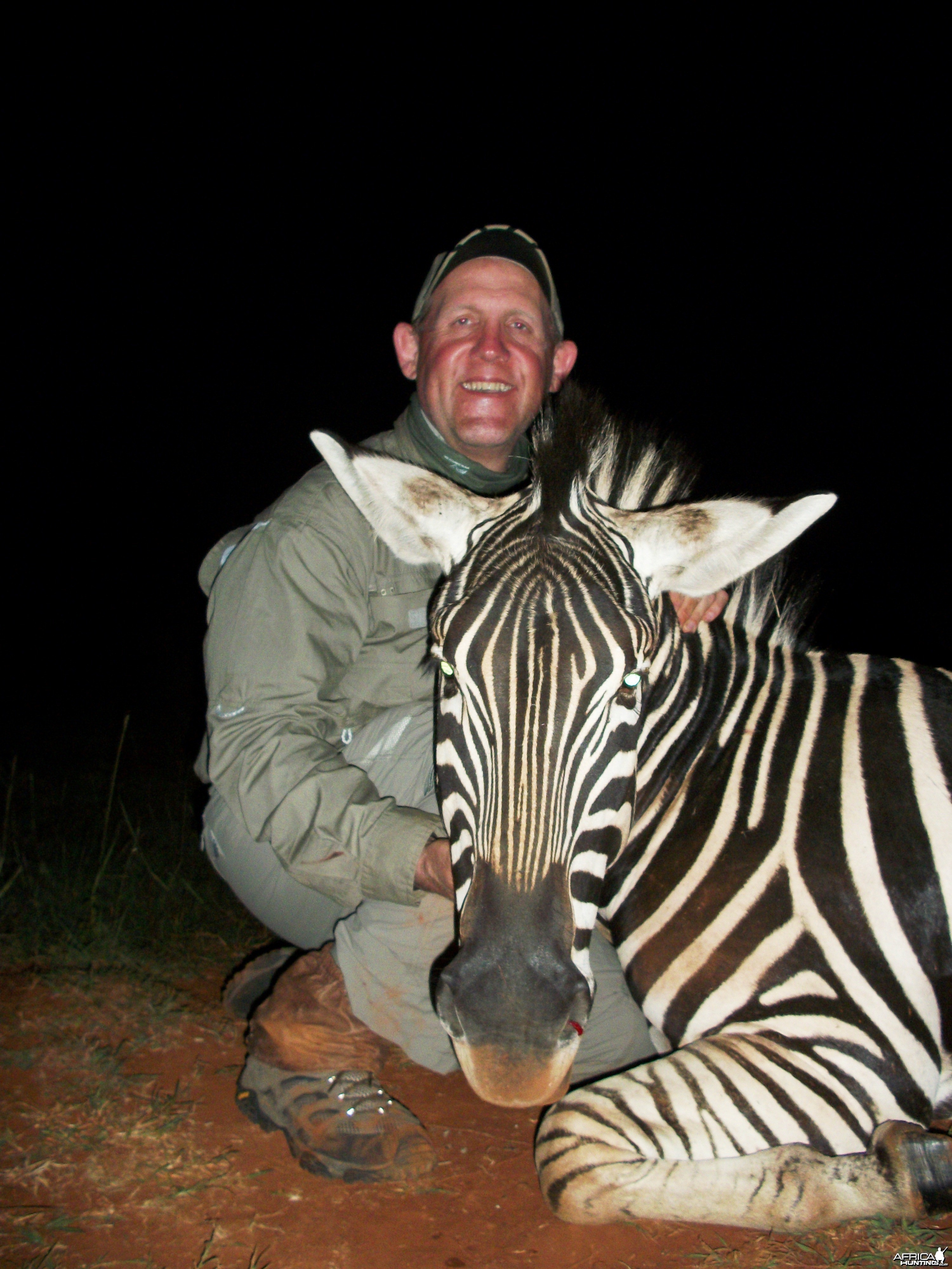 Zebra