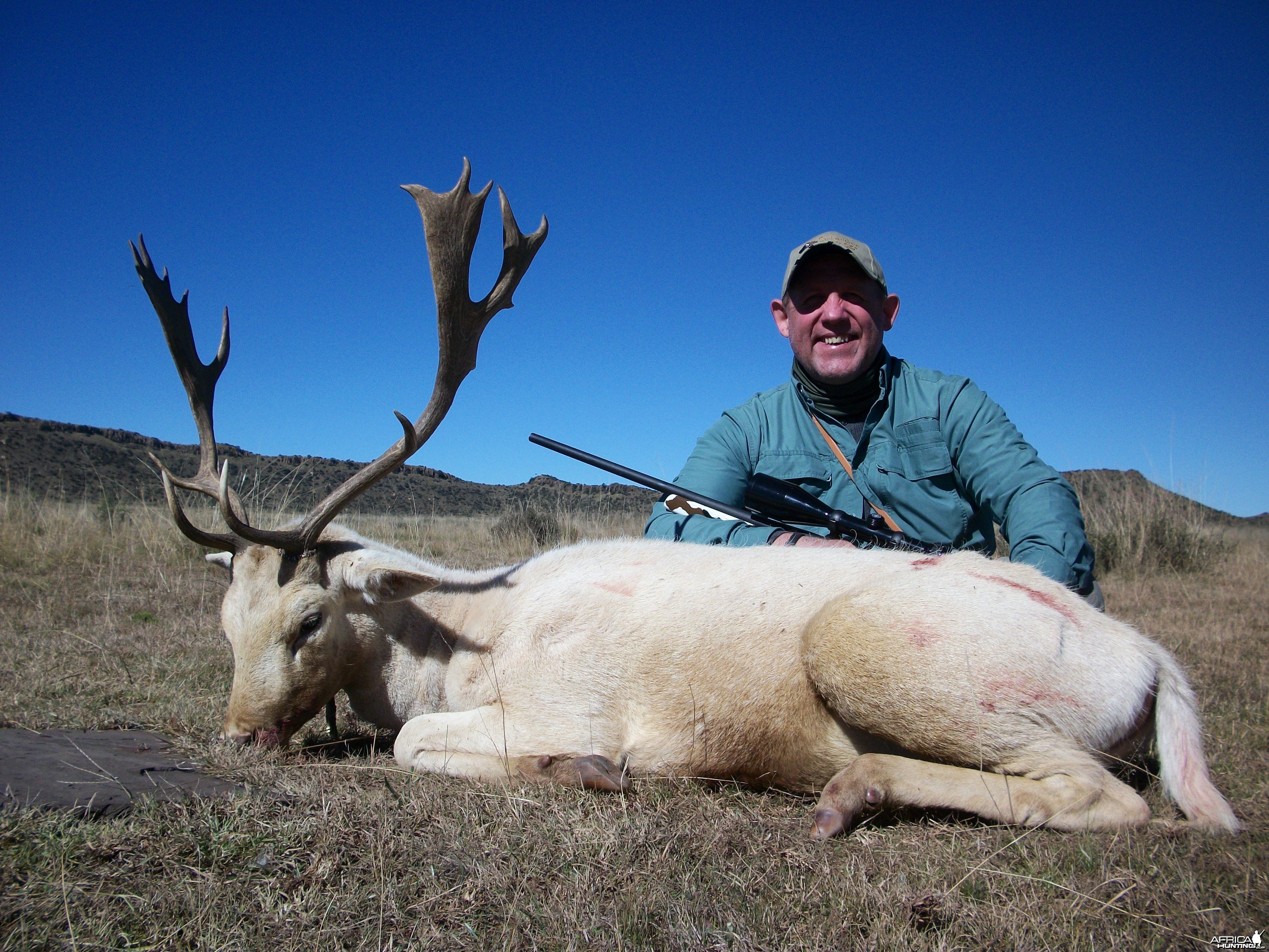 Fallow Deer