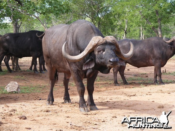 46 inch plus Cape buffalo South Africa