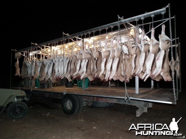 Springbuck on field abattoir